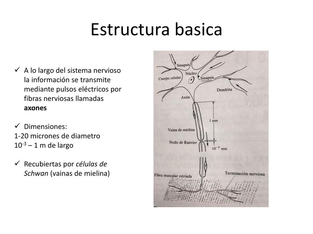 Estructura basica A lo largo del sistema nervioso la información se transmite mediante pulsos eléctricos por fibras nerviosas llamadas axones.