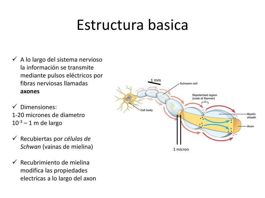 Estructura basica A lo largo del sistema nervioso la información se transmite mediante pulsos eléctricos por fibras nerviosas llamadas axones.