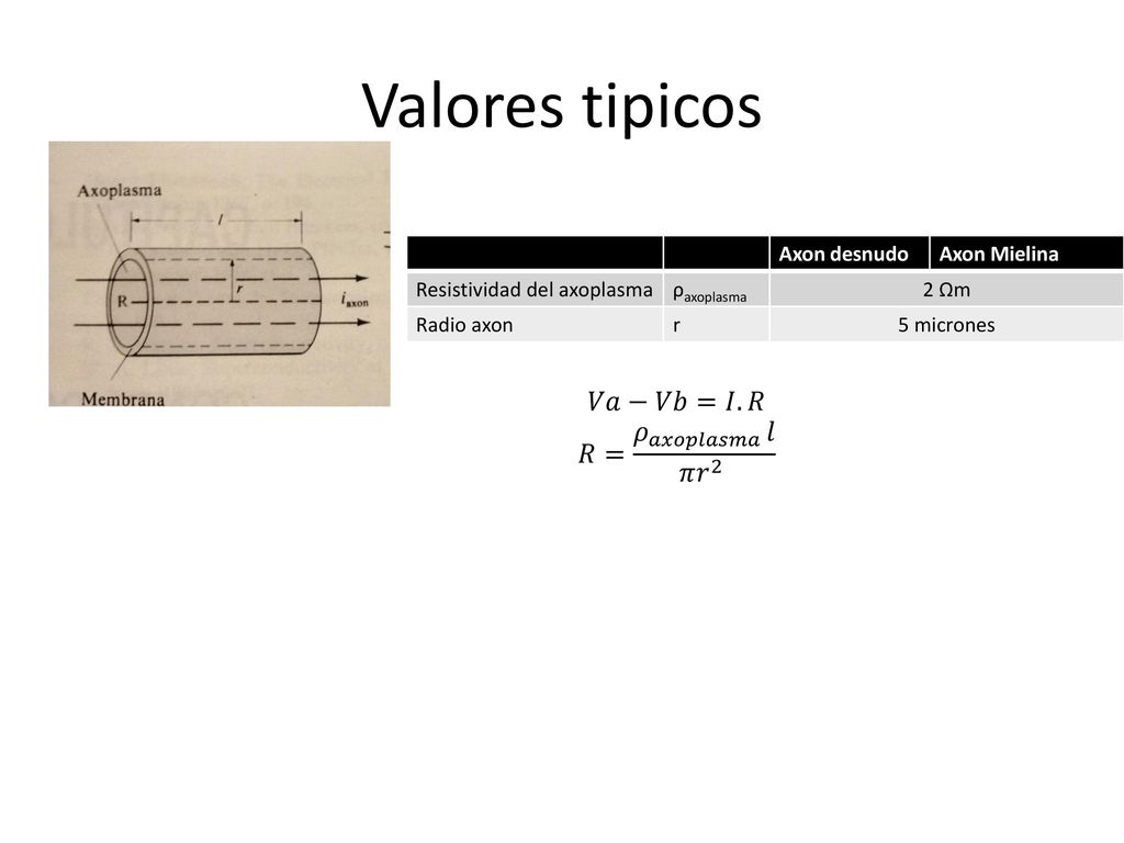 Valores tipicos 𝑉𝑎−𝑉𝑏=𝐼.𝑅 𝑅= 𝜌 𝑎𝑥𝑜𝑝𝑙𝑎𝑠𝑚𝑎 𝑙 𝜋 𝑟 2 Axon desnudo