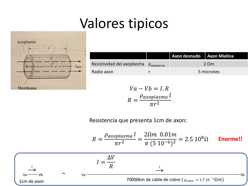 Valores tipicos 𝑉𝑎−𝑉𝑏=𝐼.𝑅 𝑅= 𝜌 𝑎𝑥𝑜𝑝𝑙𝑎𝑠𝑚𝑎 𝑙 𝜋 𝑟 2