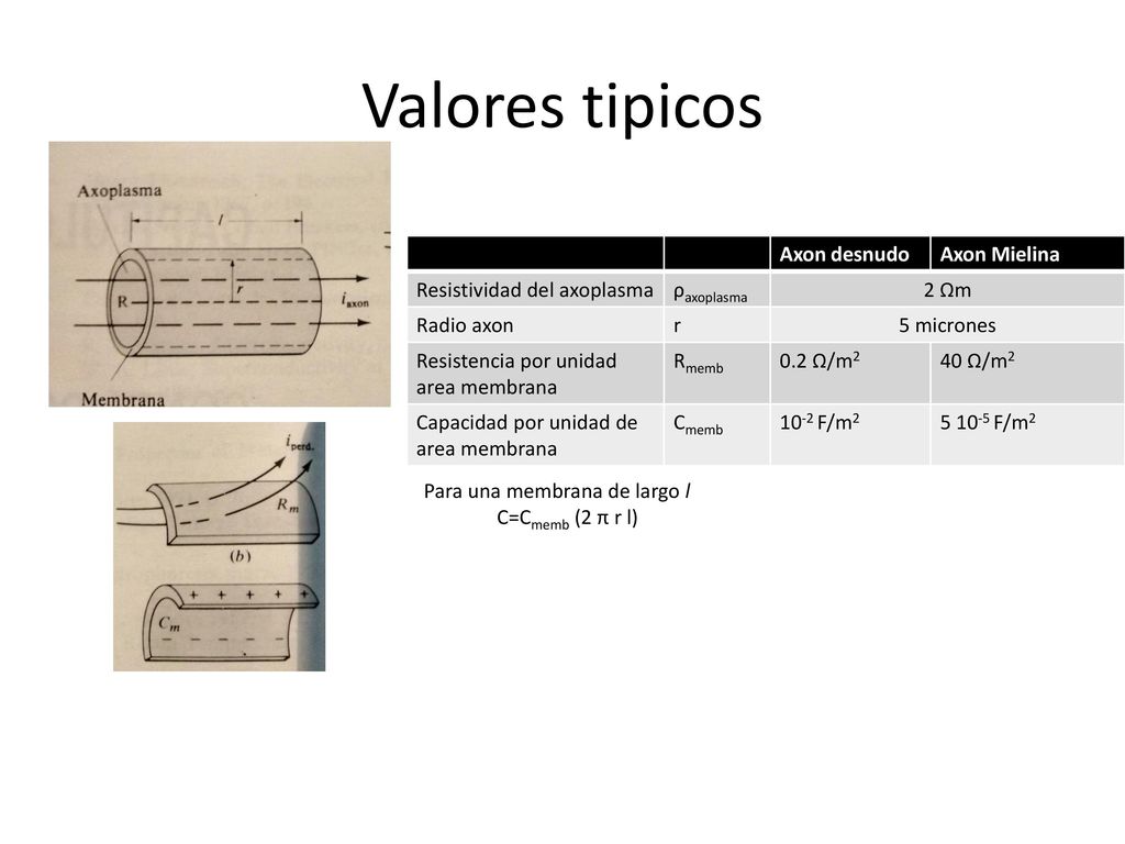 Valores tipicos Axon desnudo Axon Mielina Resistividad del axoplasma