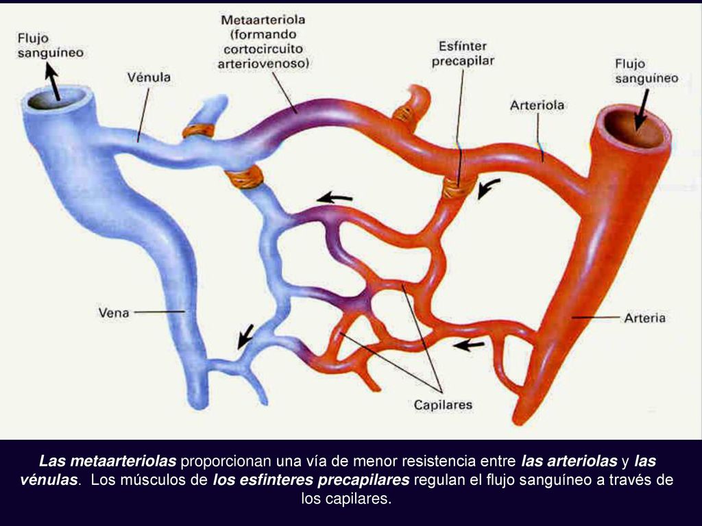 Las metaarteriolas proporcionan una vía de menor resistencia entre las arteriolas y las vénulas.