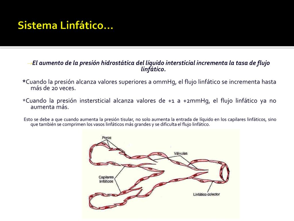 Sistema Linfático… El aumento de la presión hidrostática del líquido intersticial incrementa la tasa de flujo linfático.