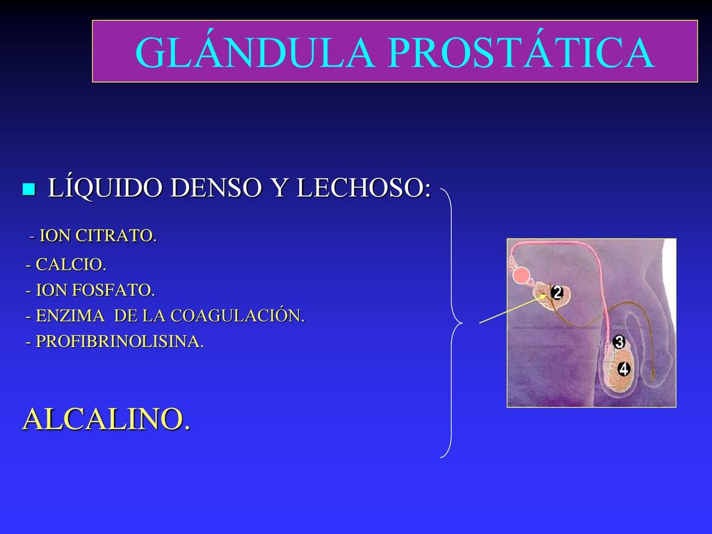 GLÁNDULA PROSTÁTICA - ION CITRATO. ALCALINO. LÍQUIDO DENSO Y LECHOSO:
