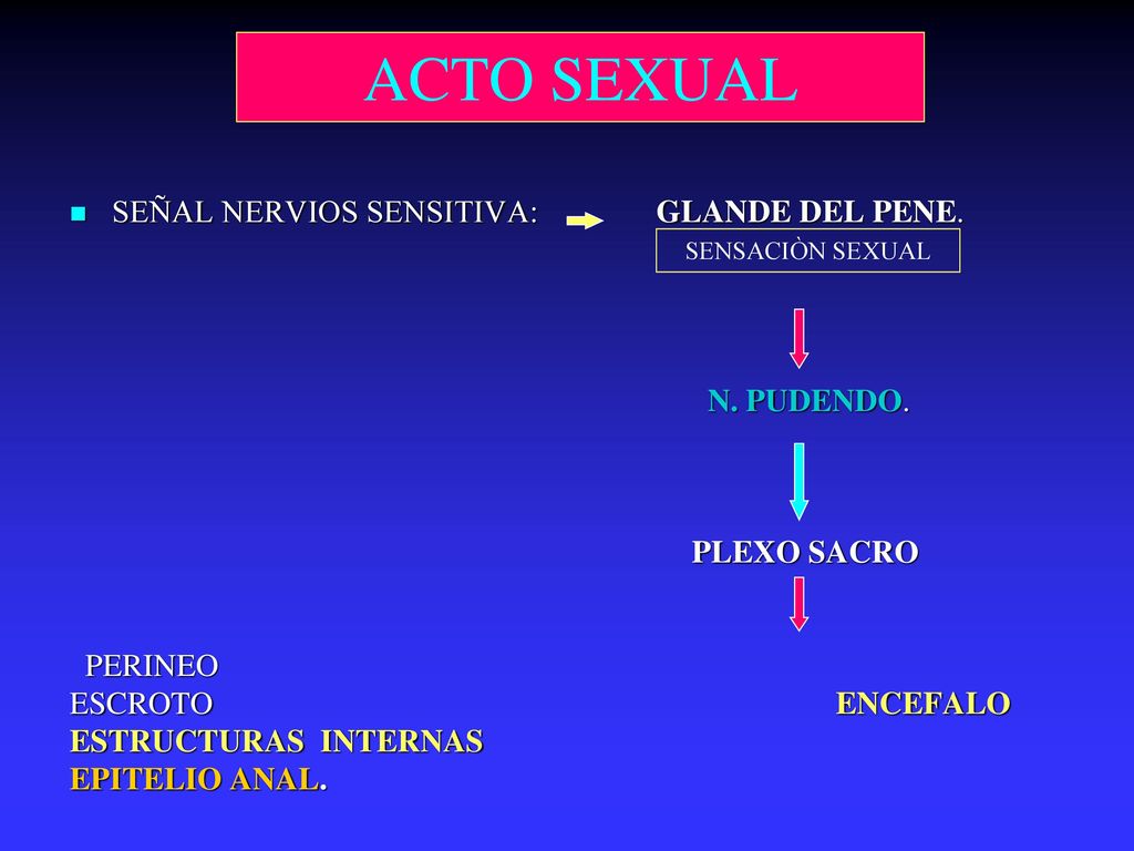 ACTO SEXUAL SEÑAL NERVIOS SENSITIVA: GLANDE DEL PENE. N. PUDENDO.