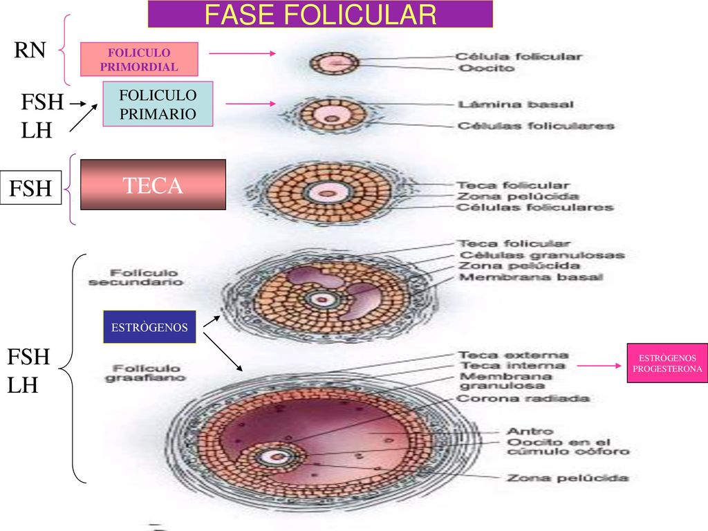 FASE FOLICULAR RN FSH LH TECA FSH FSH LH FOLICULO PRIMARIO FOLICULO