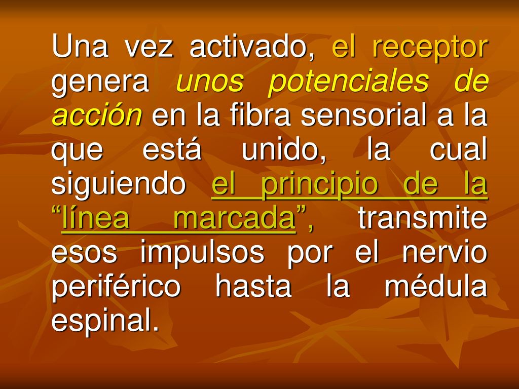 Una vez activado, el receptor genera unos potenciales de acción en la fibra sensorial a la que está unido, la cual siguiendo el principio de la línea marcada , transmite esos impulsos por el nervio periférico hasta la médula espinal.