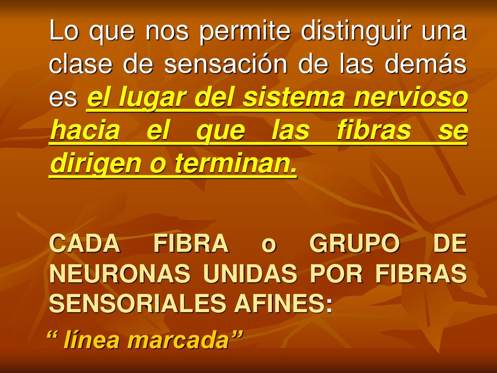 CADA FIBRA o GRUPO DE NEURONAS UNIDAS POR FIBRAS SENSORIALES AFINES: