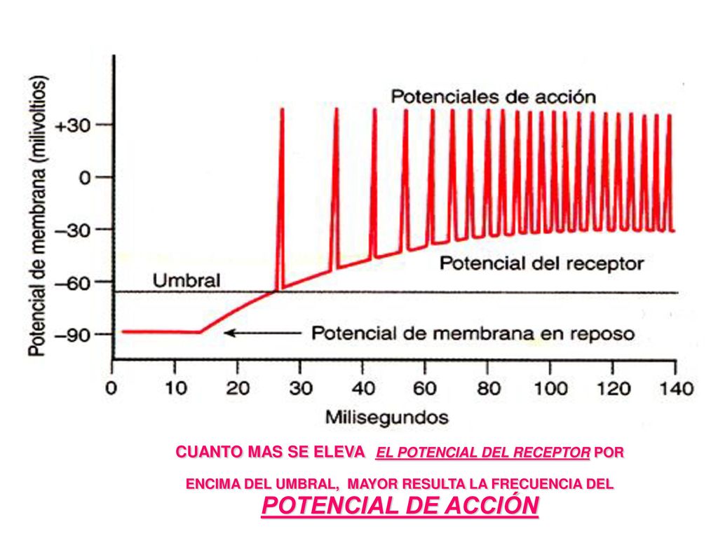 CUANTO MAS SE ELEVA EL POTENCIAL DEL RECEPTOR POR ENCIMA DEL UMBRAL, MAYOR RESULTA LA FRECUENCIA DEL POTENCIAL DE ACCIÓN