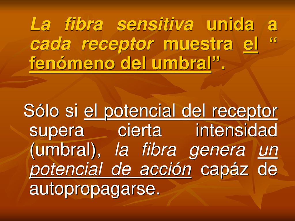 La fibra sensitiva unida a cada receptor muestra el fenómeno del umbral .