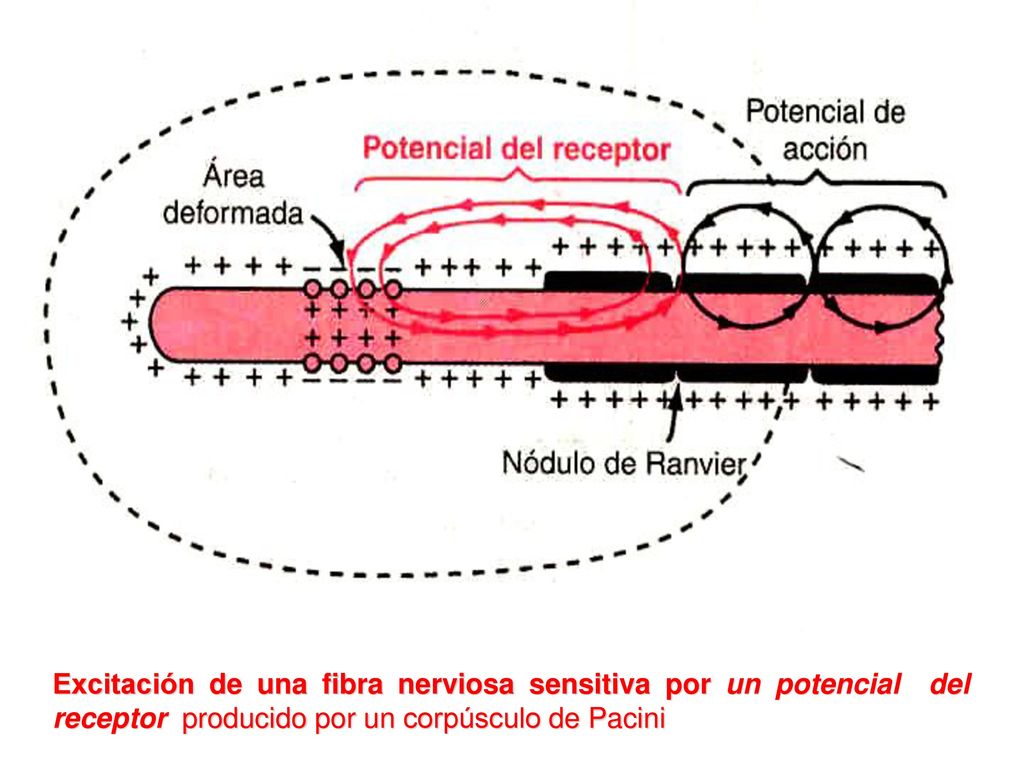 Excitación de una fibra nerviosa sensitiva por un potencial del receptor producido por un corpúsculo de Pacini