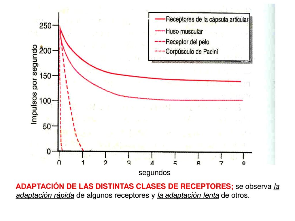 segundos ADAPTACIÓN DE LAS DISTINTAS CLASES DE RECEPTORES; se observa la adaptación rápida de algunos receptores y la adaptación lenta de otros.