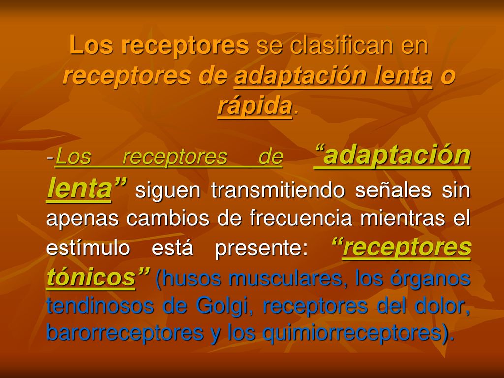 Los receptores se clasifican en receptores de adaptación lenta o rápida.