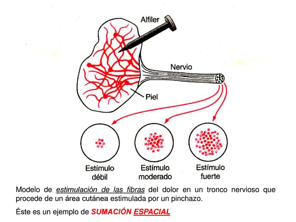 Modelo de estimulación de las fibras del dolor en un tronco nervioso que procede de un área cutánea estimulada por un pinchazo.
