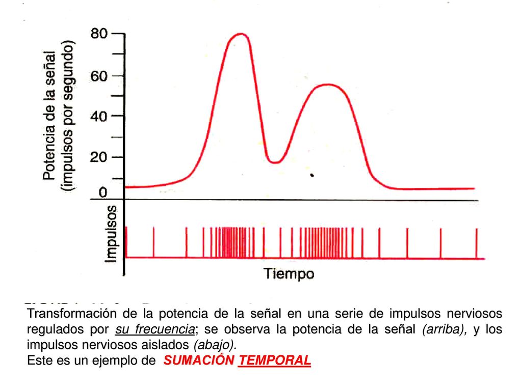 Transformación de la potencia de la señal en una serie de impulsos nerviosos regulados por su frecuencia; se observa la potencia de la señal (arriba), y los impulsos nerviosos aislados (abajo).