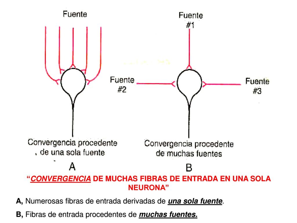 CONVERGENCIA DE MUCHAS FIBRAS DE ENTRADA EN UNA SOLA NEURONA