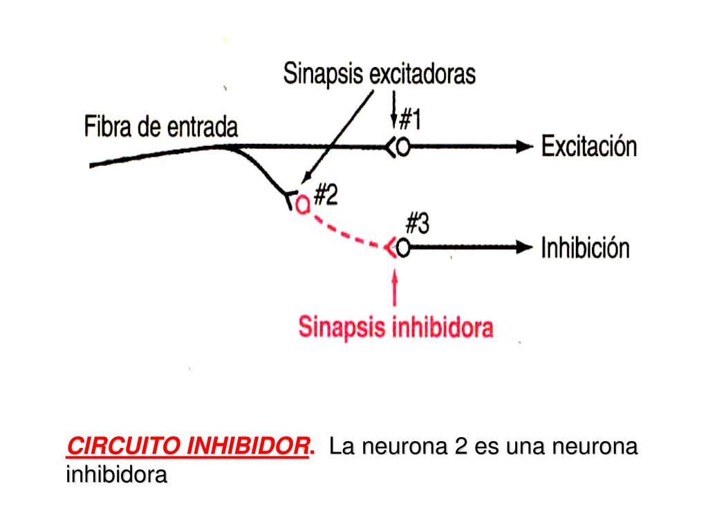 CIRCUITO INHIBIDOR. La neurona 2 es una neurona inhibidora