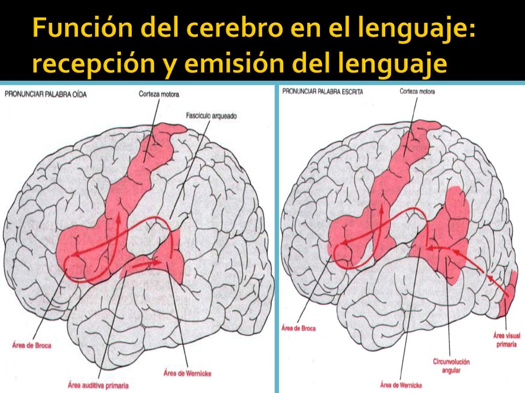 Función del cerebro en el lenguaje: recepción y emisión del lenguaje