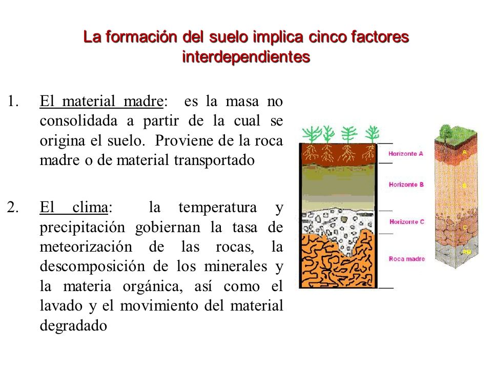 La formación del suelo implica cinco factores interdependientes