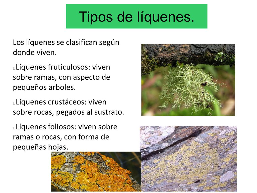 Tipos de líquenes. Los líquenes se clasifican según donde viven.