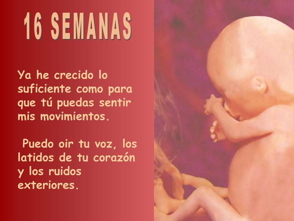 16 SEMANAS Ya he crecido lo suficiente como para que tú puedas sentir mis movimientos.