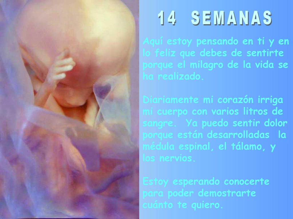 14 SEMANAS Aquí estoy pensando en ti y en lo feliz que debes de sentirte porque el milagro de la vida se ha realizado.