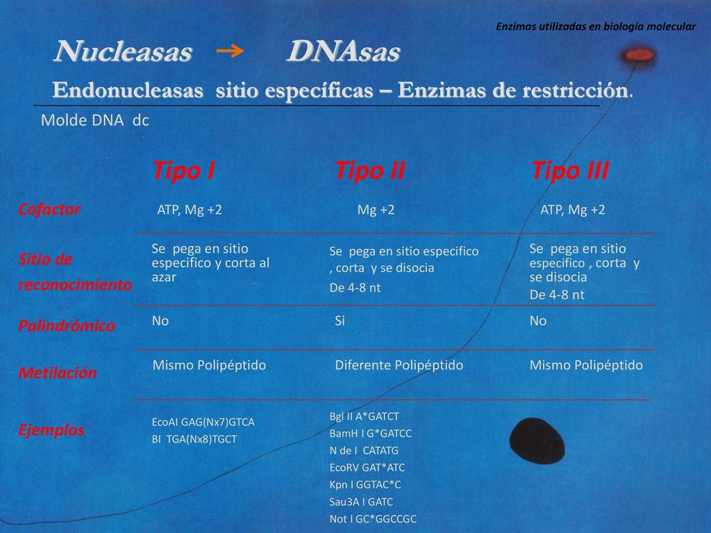 Nucleasas DNAsas Tipo I Tipo II Tipo III