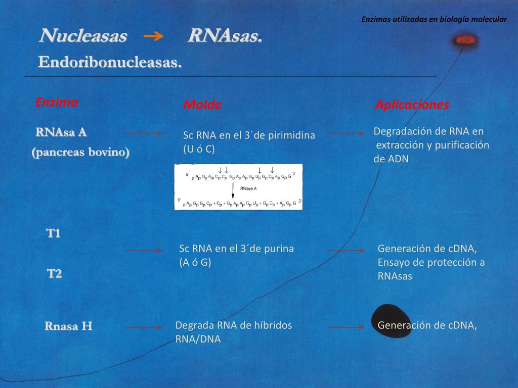 Nucleasas RNAsas. Endoribonucleasas. RNAsa A T1 T2 Enzima Molde