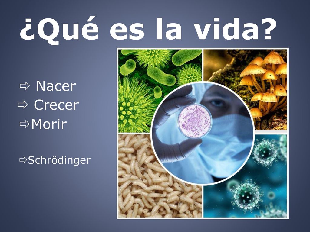 ¿Qué es la vida Nacer  Crecer Morir Schrödinger