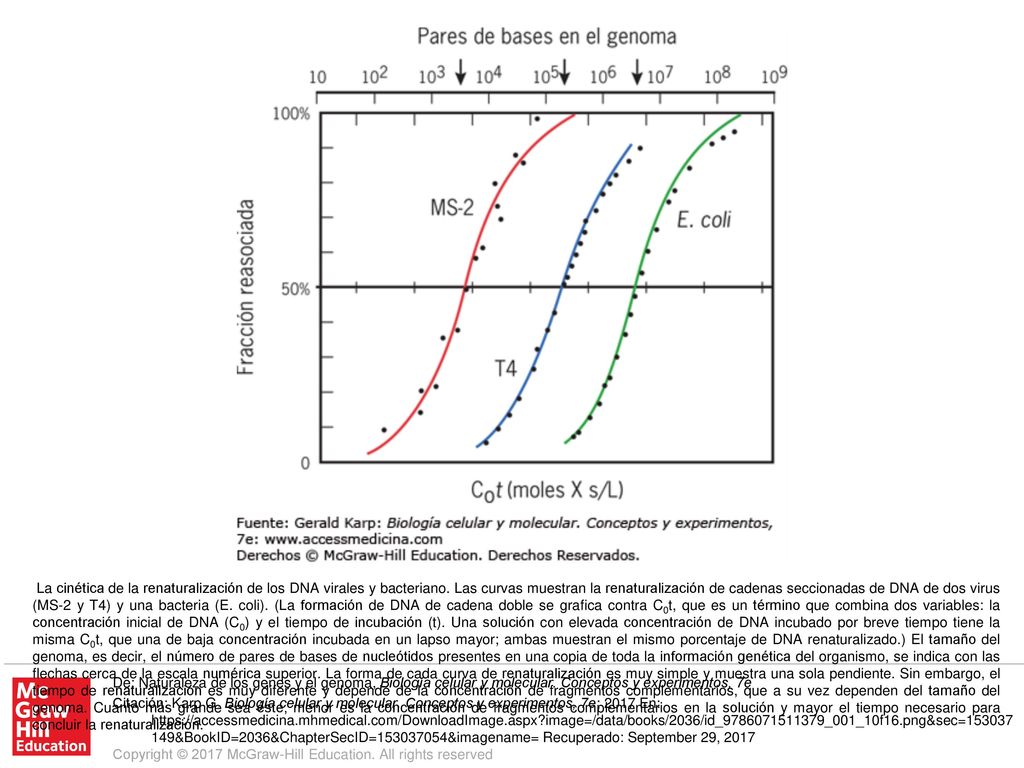 La cinética de la renaturalización de los DNA virales y bacteriano