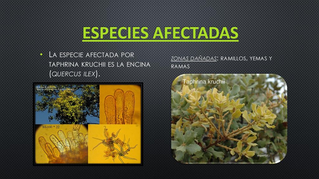 Especies afectadas La especie afectada por taphrina kruchii es la encina (quercus ilex).