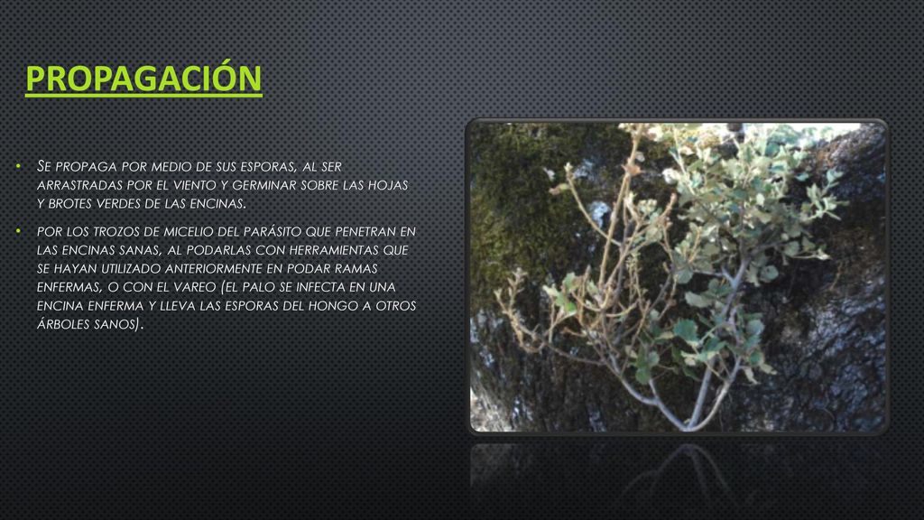 Propagación Se propaga por medio de sus esporas, al ser arrastradas por el viento y germinar sobre las hojas y brotes verdes de las encinas.