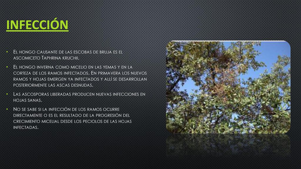 infección El hongo causante de las escobas de bruja es el ascomiceto Taphrina kruchii.