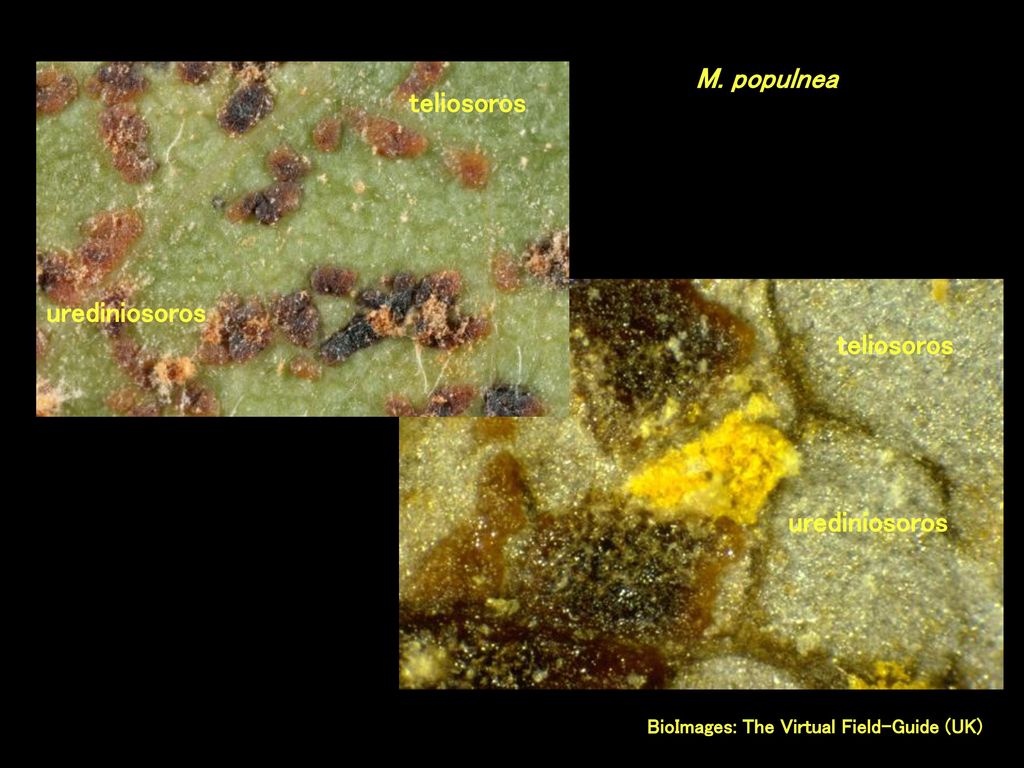 M. populnea teliosoros urediniosoros teliosoros urediniosoros