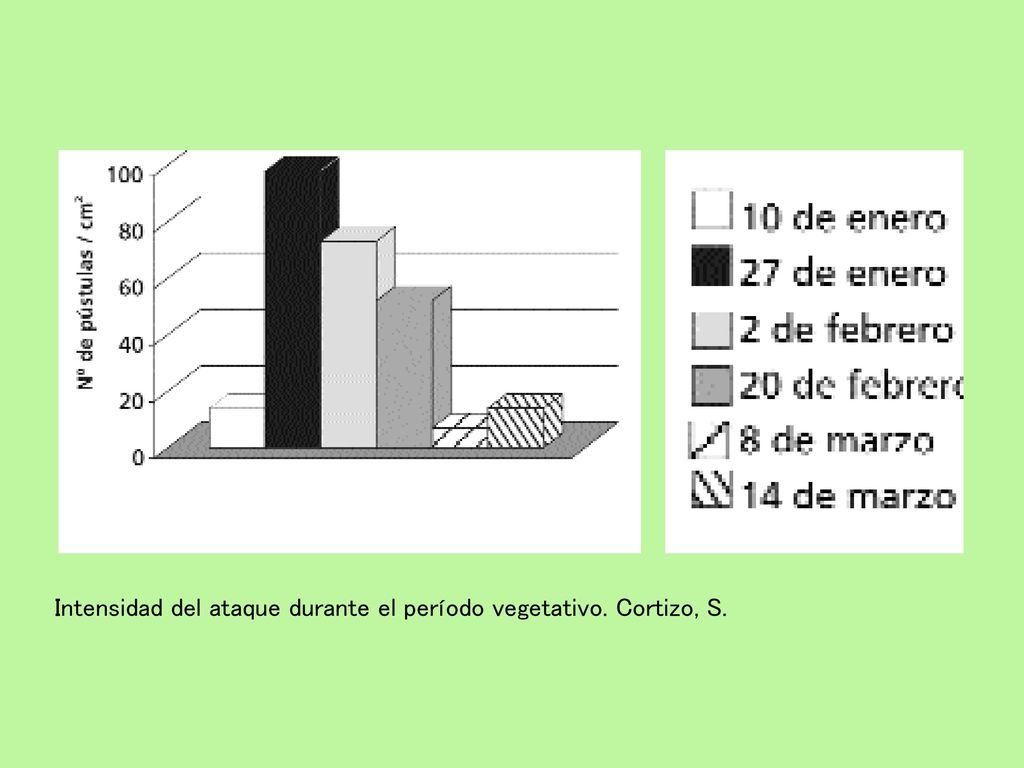Intensidad del ataque durante el período vegetativo. Cortizo, S.