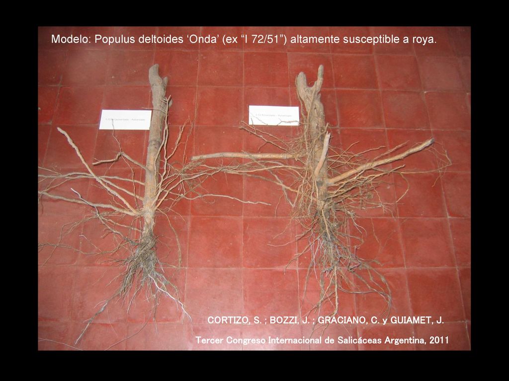 Modelo: Populus deltoides ‘Onda’ (ex I 72/51 ) altamente susceptible a roya.