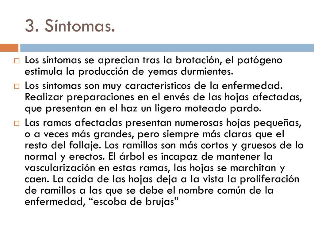 3. Síntomas. Los síntomas se aprecian tras la brotación, el patógeno estimula la producción de yemas durmientes.