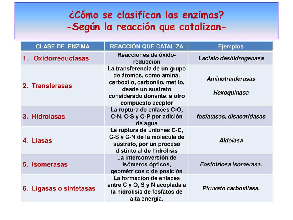 PANCETA ENZIMAS. MONO. GLICERIDOS. CHIZITOS. GRASAS. (TG) CHORIZOS. ENZIMAS. GLICEROL. +3 AC.GRASOS.