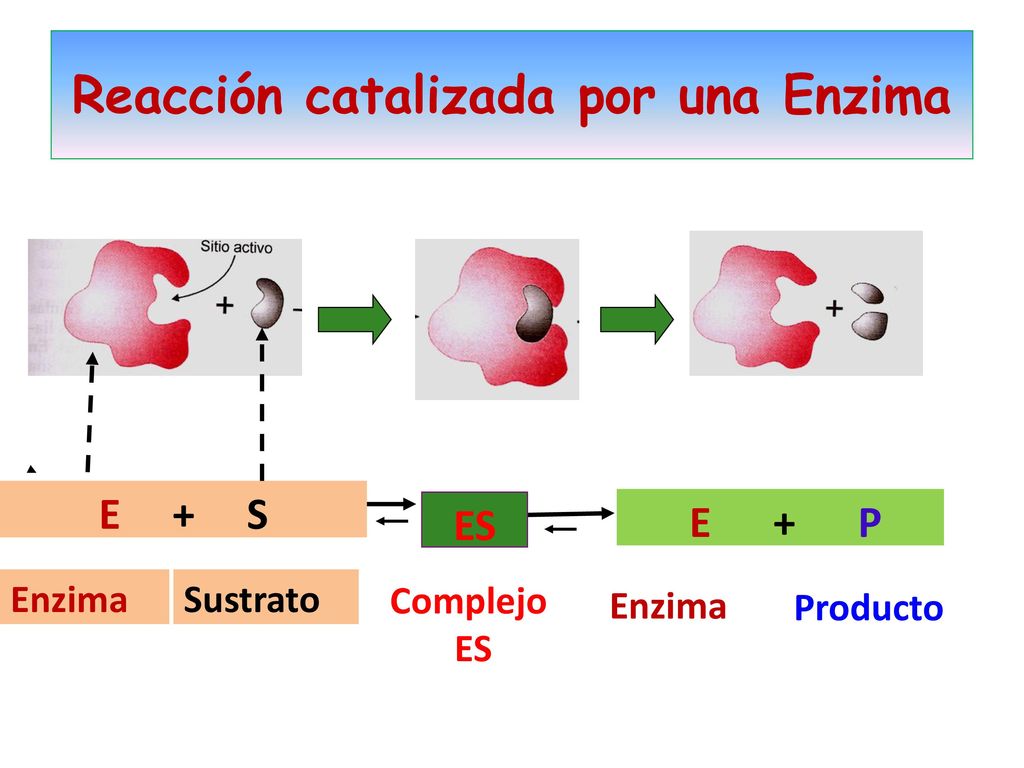 3. HIDROLASAS 4. LIASAS 5. ISOMERASAS 6. LIGASAS Carboxipeptidasa A