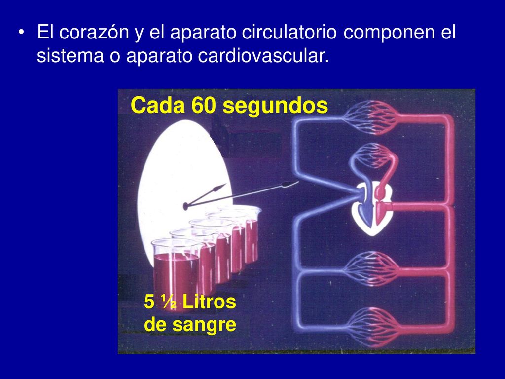 Cada 60 segundos • El corazón y el aparato circulatorio componen el