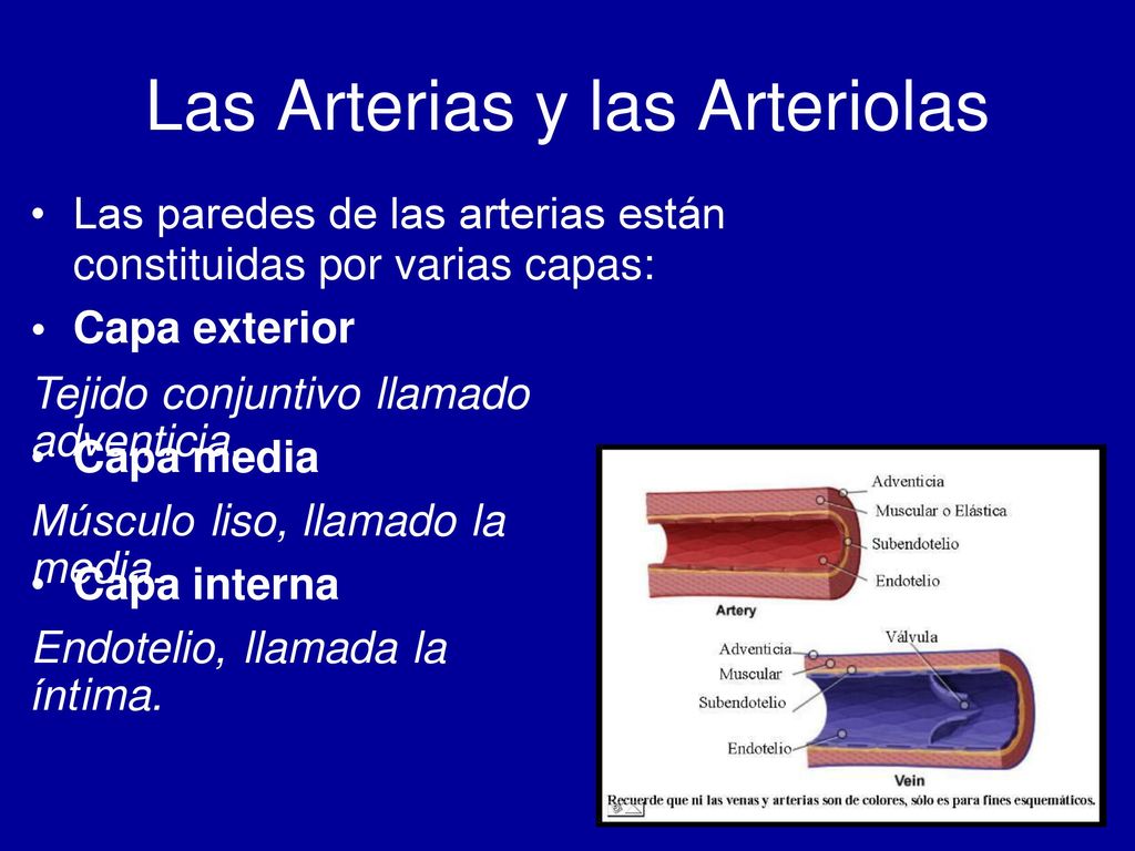 Las Arterias y las Arteriolas • Las paredes de las arterias están