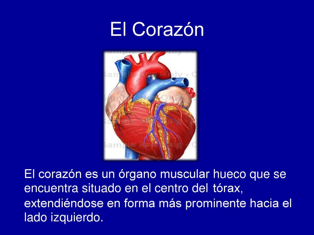 El Corazón El corazón es un órgano muscular
