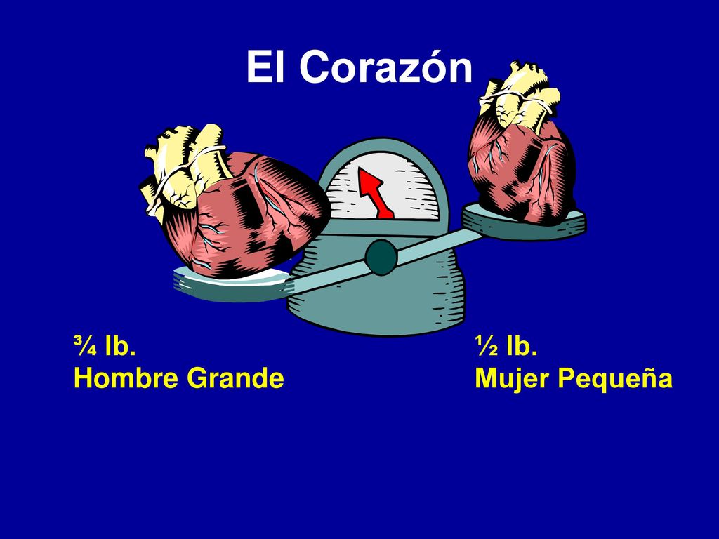 El Corazón ¾ lb. Hombre Grande ½ lb. Mujer Pequeña