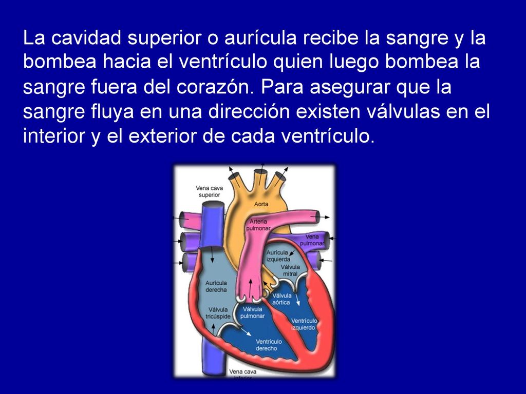 La cavidad superior o aurícula recibe la sangre y la