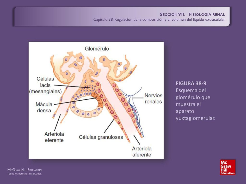 Esquema del glomérulo que muestra el aparato yuxtaglomerular.