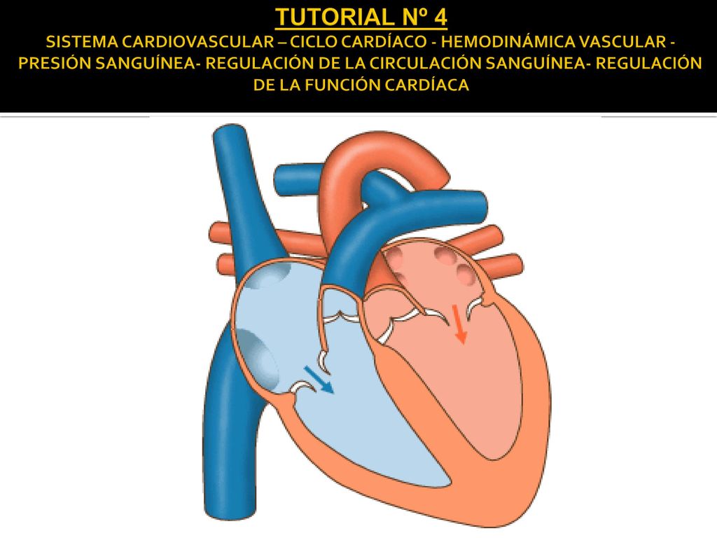 TUTORIAL Nº 4 SISTEMA CARDIOVASCULAR – CICLO CARDÍACO - HEMODINÁMICA VASCULAR - PRESIÓN SANGUÍNEA- REGULACIÓN DE LA CIRCULACIÓN SANGUÍNEA- REGULACIÓN DE LA FUNCIÓN CARDÍACA