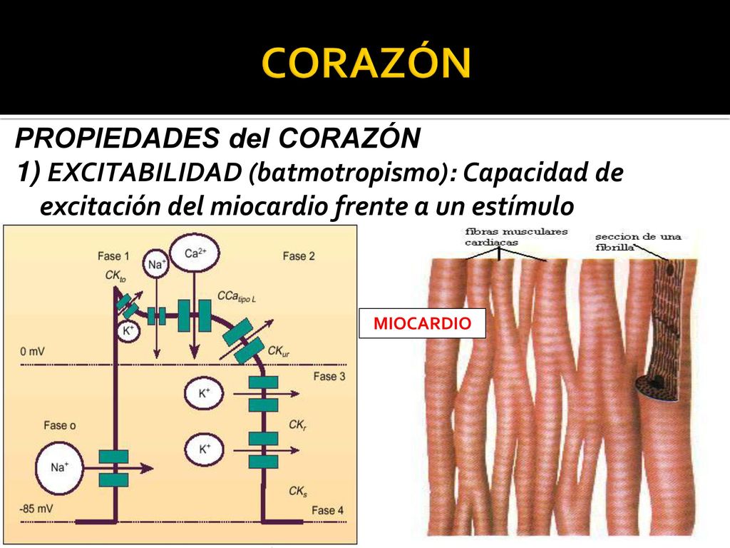 CORAZÓN PROPIEDADES del CORAZÓN 1) EXCITABILIDAD (batmotropismo): Capacidad de excitación del miocardio frente a un estímulo determinado.