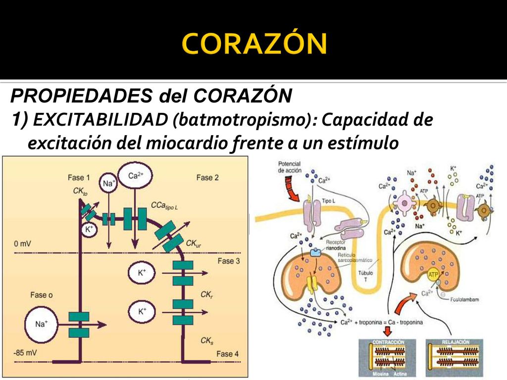 CORAZÓN PROPIEDADES del CORAZÓN 1) EXCITABILIDAD (batmotropismo): Capacidad de excitación del miocardio frente a un estímulo determinado.
