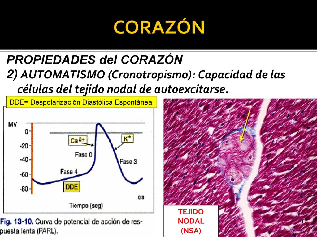 CORAZÓN PROPIEDADES del CORAZÓN 2) AUTOMATISMO (Cronotropismo): Capacidad de las células del tejido nodal de autoexcitarse.