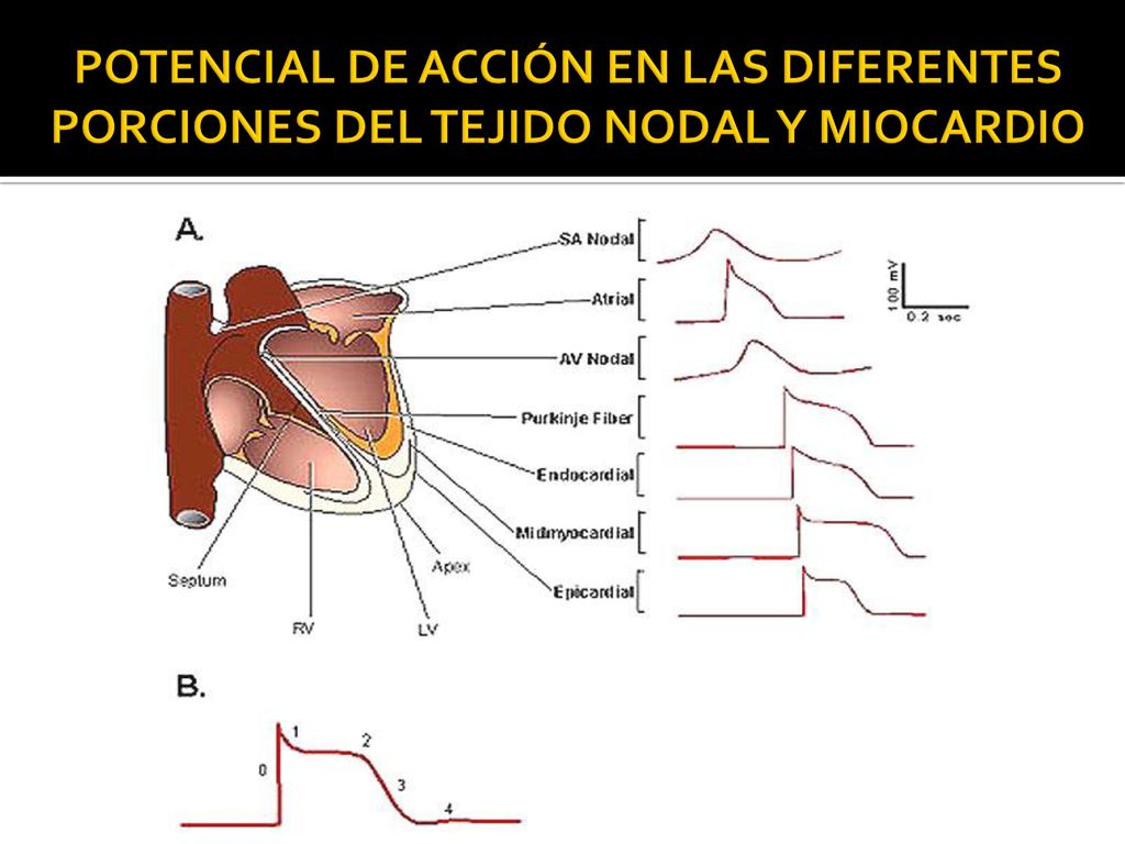 POTENCIAL DE ACCIÓN EN LAS DIFERENTES PORCIONES DEL TEJIDO NODAL Y MIOCARDIO